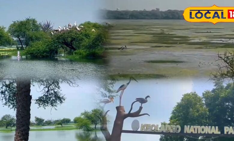 Bharatpur News: इस बार केवलादेव नेशनल पार्क में पक्षियों की आवक में बढ़ोतरी, जानें वजह