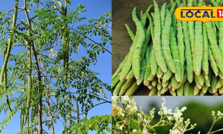 Moringa health benefits: शरीर की कमजोरी होगी दूर! इस पेड़ में छुपा है 300 बीमारियों का इलाज, सब्जी बनती है लाजवाब