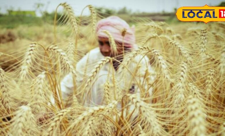Kisan News: गेहूं की समर्थन मूल्य पर 10 मार्च से शुरू होगी खरीद, 2575 रुपये प्रति क्विंटल मिलेगा भाव