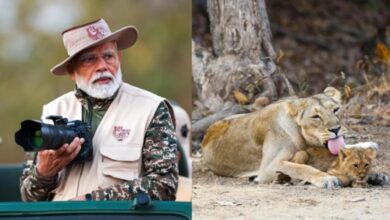 PM Modi's Lion Safari At Gujarat's Gir On World Wildlife Day