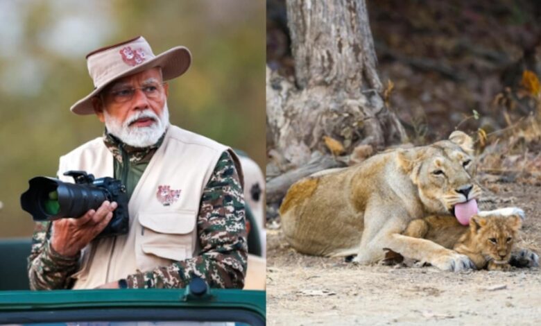 PM Modi's Lion Safari At Gujarat's Gir On World Wildlife Day