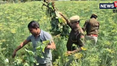 खेत में खड़ी थी सौंफ की फसल, पटवारी को दिखा कुछ ऐसा, पुलिस-प्रशासन में मची भागमभाग