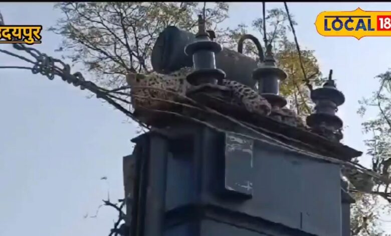 "Leopard Dies of Electrocution in Salumber, Village Faces Hours of Power Outage"