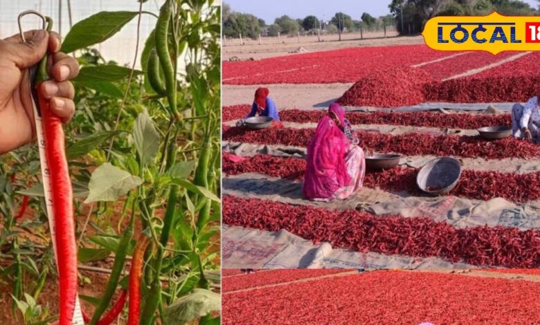 पूरी दुनिया में मशहूर है जोधपुर का यह लाल मिर्च, 6 से 7 इंच रहती है लंबाई, पीएम मोदी भी स्वाद के हैं मुरीद