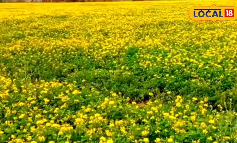 राजस्थान के इस प्रोडक्ट को मिला मसाले का दर्जा, जानें इसकी खासियत