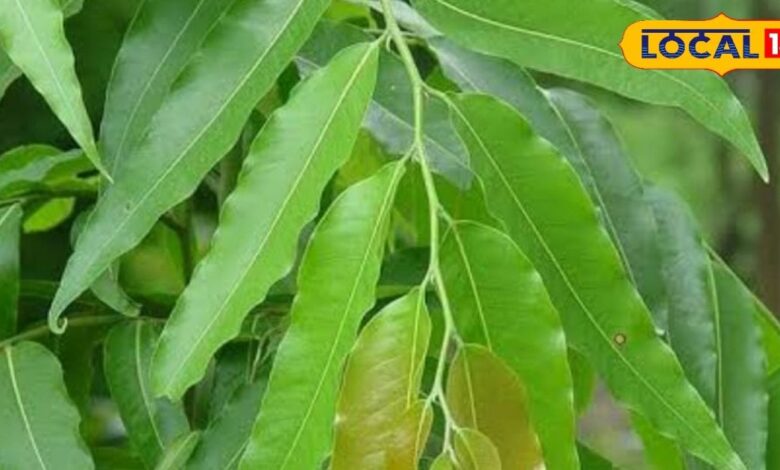 पेट की समस्याओं के लिए रामबाण है इस पेड़ का छाल, त्वचा रोगों में भी फायदेमंद, जानें सेवन का तरीका – News18 हिंदी
