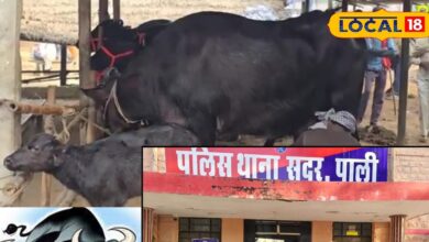 अजूबा है यह चोर! आपकी धन-दौलत नहीं इस चीज पर रखता है नजर, मौका पाते ही कर देता है हाथ साफ...