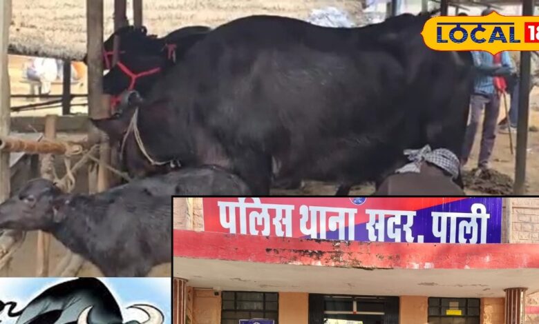 अजूबा है यह चोर! आपकी धन-दौलत नहीं इस चीज पर रखता है नजर, मौका पाते ही कर देता है हाथ साफ...