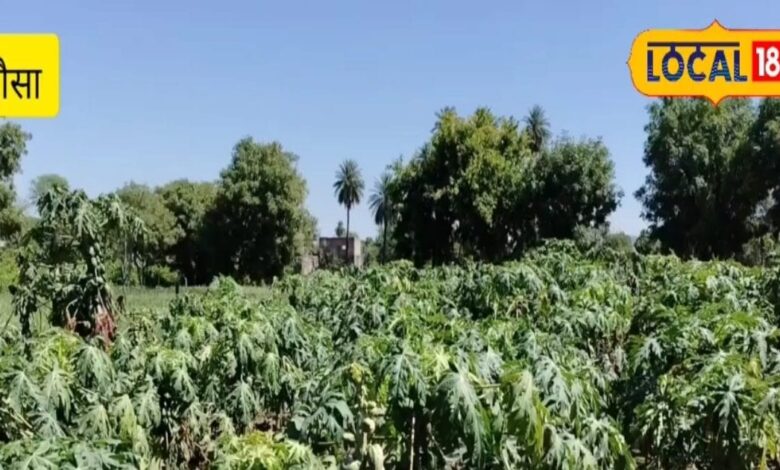 बहरावंडा के कच्चे पपीता की डिमांड है बहुत, कमाई होती है लाखों में, जानिए इसकी खेती का तरीका और खर्च