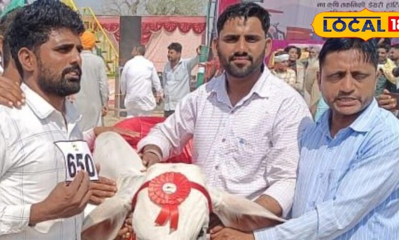 इस नस्ल की 'गौरी' गाय को मिला पहला स्थान, देशभर में बढ़ रही मांग, जानिए खासियत