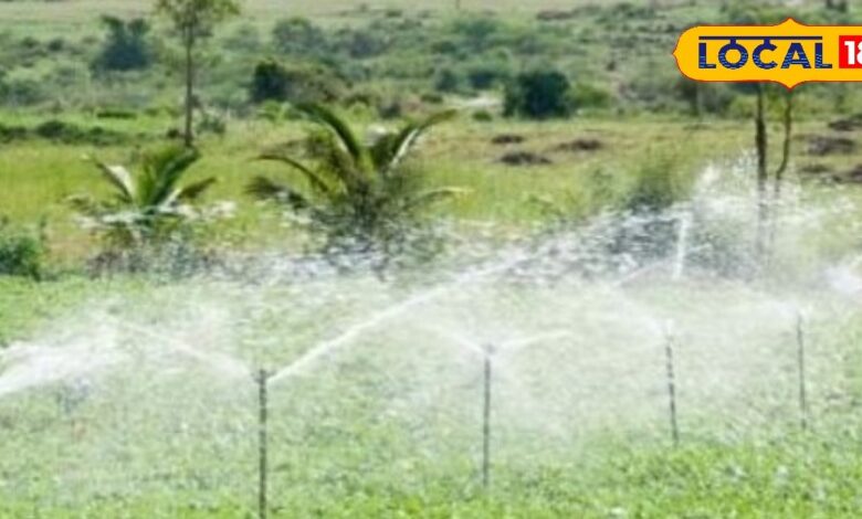 किसानों के काम की खबर, फसल की कटाई से पहले करें ये काम, मिलेगा अच्छा उत्पादन, लाखों का होगा मुनाफा