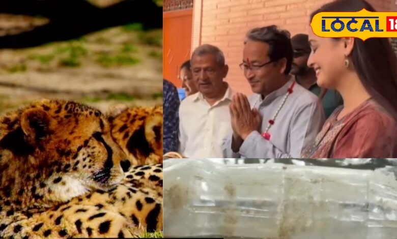 पाली में तेंदुओं के संरक्षण को लेकर 'सेव जवाई वाइल्डलाइफ कांफ्रेंस' का आयोजन, बॉलीवुड अभिनेत्री दिया मिर्जा हुई शामिल