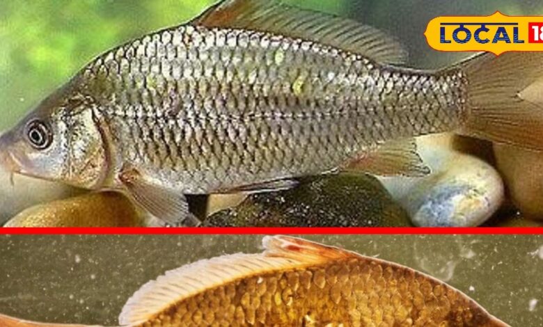 सिरोही में इस मछली का हुआ सफल प्रजनन, हर मौसम में पालन के लिए है अनुकूल, ग्रोथ रेट भी है बेहतर