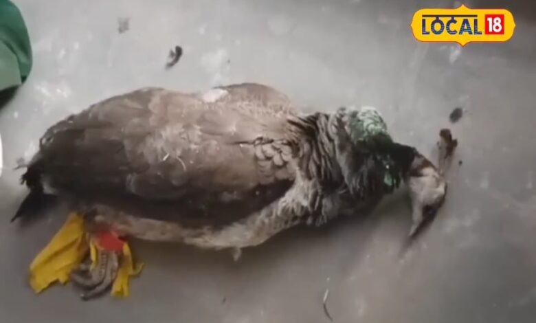 चोरी के शक में पकड़े गए महिला-पुरुष, कट्टा खुलते ही उड़ गए होश, जानें मामला