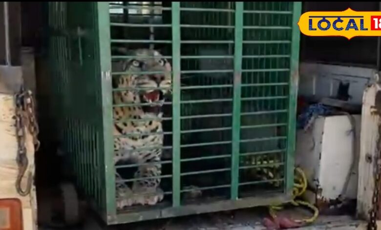 Panther Attack: सीकर और नीमकाथाना में फिर दिखा पैंथर का मूवमेंट, घूघाड़ी धाम में गायों पर हमला