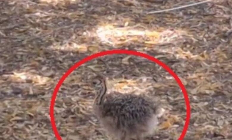 जयपुर के चिड़ियाघर में जन्मा धरती का सबसे बड़ा 'बाहुबली' चूजा, जन्म के दूसरे दिन ही दौड़ना किया शुरू