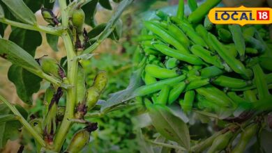 This nutritious vegetable grown in the rural areas of Bharatpur is available in the market for only a few days