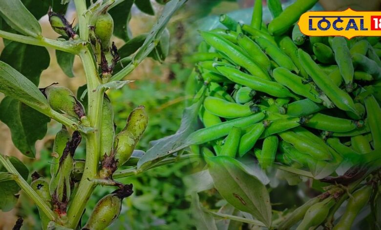 This nutritious vegetable grown in the rural areas of Bharatpur is available in the market for only a few days