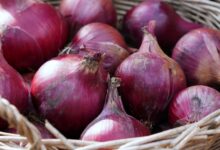 Centre Withdraws 20% Duty On Onion Exports, To Be Effective From April 1