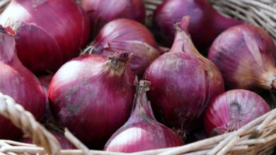 Centre Withdraws 20% Duty On Onion Exports, To Be Effective From April 1