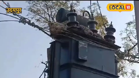 तेदुआ