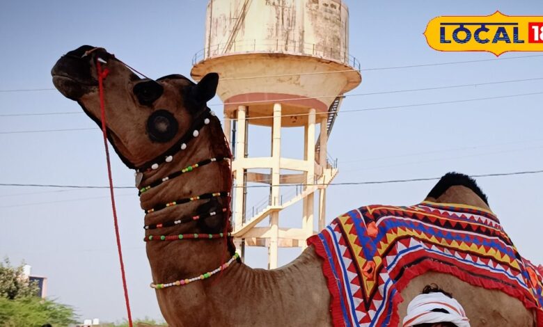 Number one camel in Mahashivratri cattle fair Raja Sanchor breed – News18 हिंदी