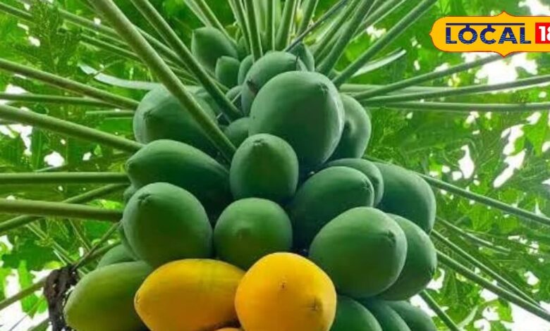 इन 5 लोगों को भूलकर भी नहीं खाना चाहिए पपीता, पहुंचा सकता है सेहत को नुकसान – News18 हिंदी