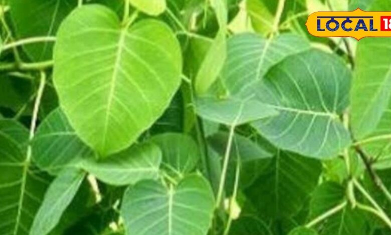 औषधीय गुणों से भरपूर होता है पीपल, अस्थमा से लेकर डायबिटीज जैसी कई बीमारियों को करता है दूर