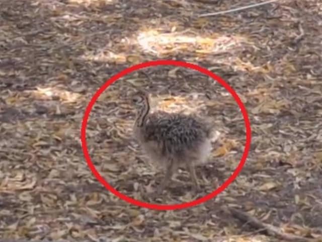 जयपुर के चिड़ियाघर में जन्मा धरती का सबसे बड़ा 'बाहुबली' चूजा, जानें सबकुछ