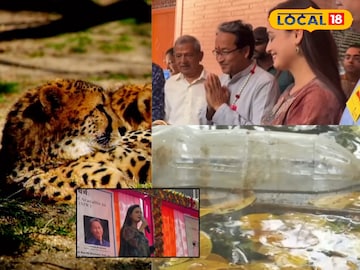 तेंदुओं