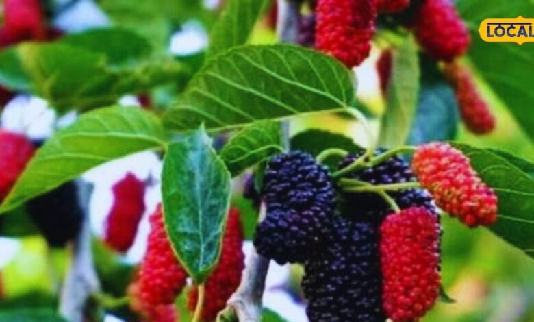 बिना छिलके वाले इस फल में छिपा है सेहत का खजाना, डायबिटीज से लेकर पाचन तक में