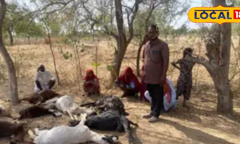 रहस्यमयी तरीके से अचानक 13 भेड़-बकरियों की हुई मौत, पशु चिकित्सक ने बताई वजह