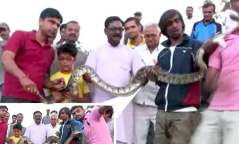 अजगर के साथ सेल्फी लेना पड़ा महंगा, कंधे पर गड़ा दिए दांत, चिल्ला भी नहीं पाया शख्स