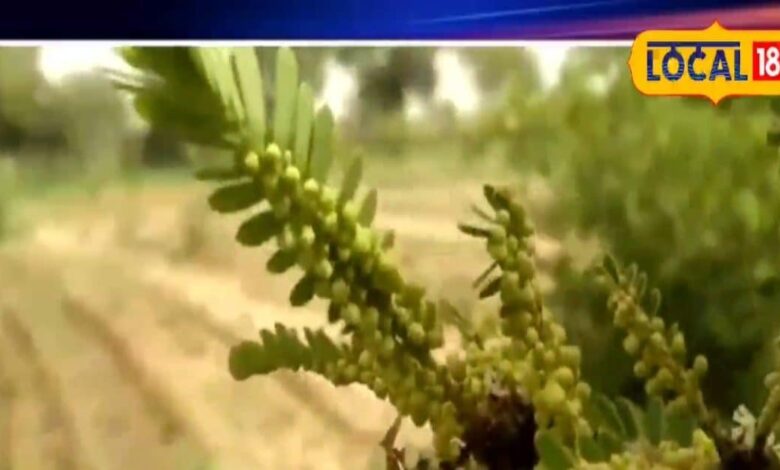 Benefits of Amla in Diabetes and digestion Ayurveda fayde