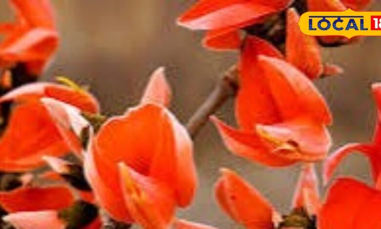 Palash flowers panacea in summers know health benefits
