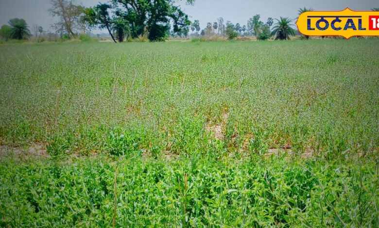 रेतीली मिट्टी में उगने वाला ये चारा दुधारू पशुओं के लिए वरदान, गर्मी में खिलाएं, बाल्टी भर-भर मिलेगा दूध