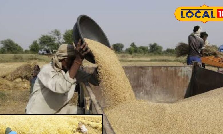 पाली में रबी की फसल की बंपर पैदावार से किसानों में खुशी