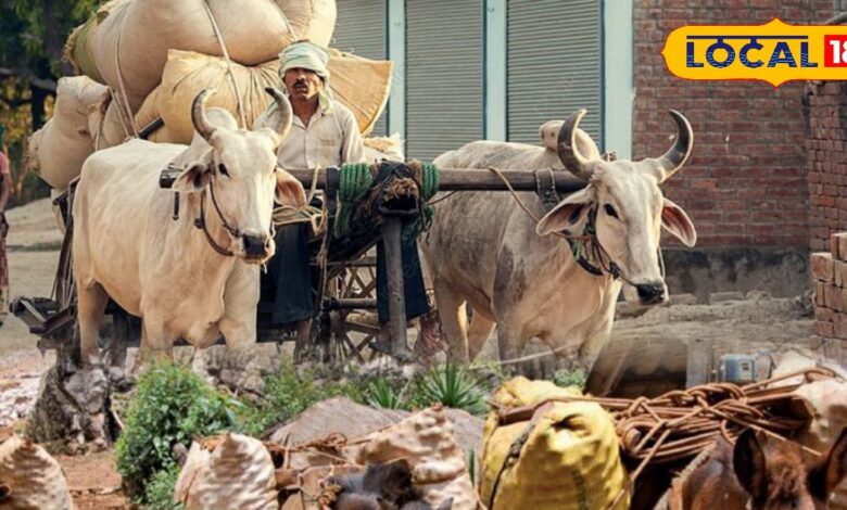 गर्मी के मौसम में पशुओं पर अत्यधिक भार ढोना और ज्यादा काम करवाना पड़ सकता है महंगा...जानें आदेश