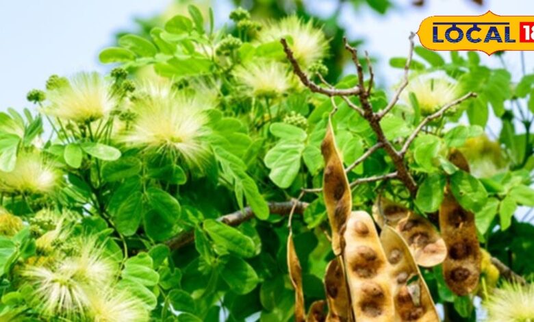 Shirisha Tree Benfits: खुजली खत्म, कफ को कहें टाटा, ये फली कई बीमारियों का है काल, बदन दर्द से तुरंत मिलेगी आराम