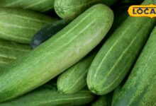 This vegetable is 95 percent full of water know health benefits