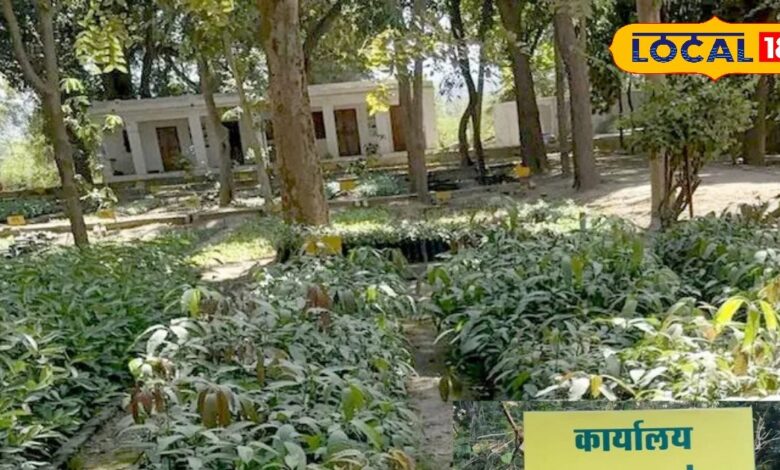 Plantation Drive: ऑक्सीजोन बनने से बदलेगी पाली की आबोहवा, वन विभाग ने पूरी की तैयारी, 14.5 लाख नए पौधों का पौधरोपण