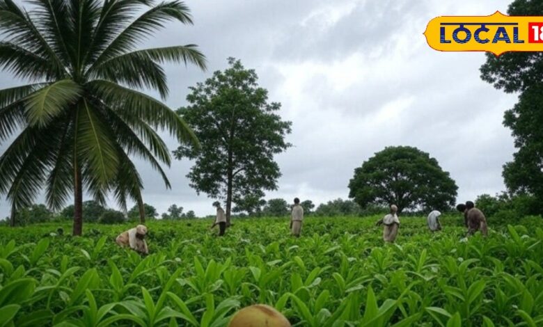 पैसे छापने की मशीन! इमारती लकड़ी का राजा, इन पेड़ों की खेती से 50 साल तक होगी तगड़ी कमाई