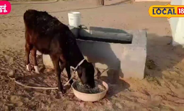 गर्मियों में अचानक कम हो गई आपके गाय की दूध? 7 स्टेप को फॉलो कर डिहाइड्रेशन और हीट स्ट्रेस से बचाए