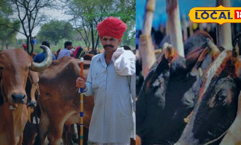 गौशालाओं में अलर्ट मोड ऑन! गर्मी से बचाने के लिए सरकार ने दिए खास निर्देश!
