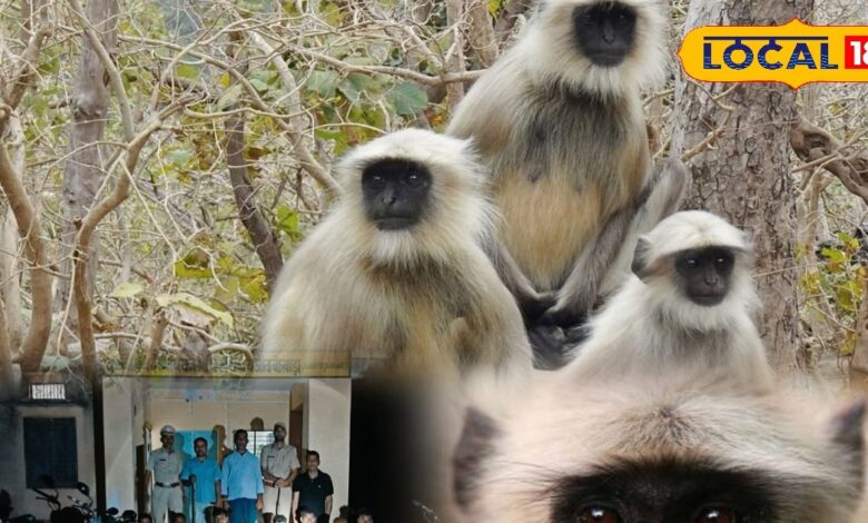 Voiceless Beings Seven Monkeys Mercilessly Killed Udaipur