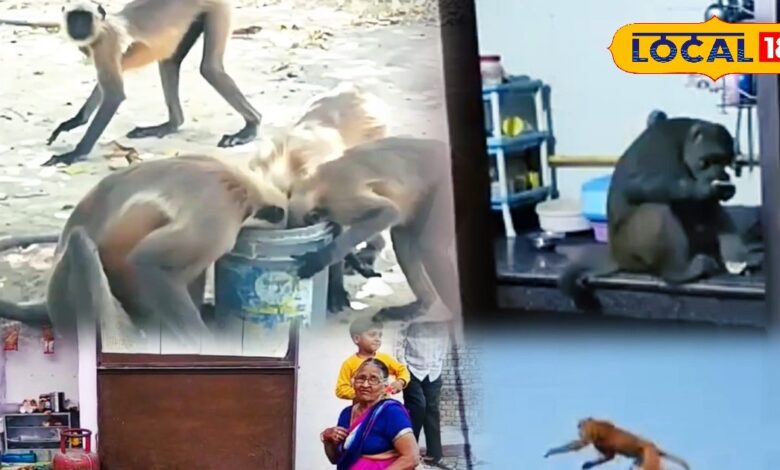 बंदरों से थर्राया भरतपुर, बच्चों से लेकर बुजुर्ग तक घरों में कैद, अब अपने ही शहर में मेहमान बना इंसान