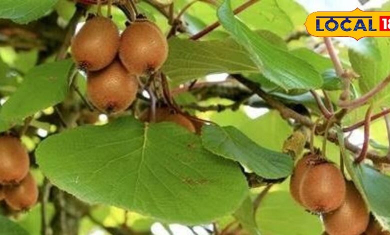 A small fruit that fights many diseases very beneficial for health – News18 हिंदी