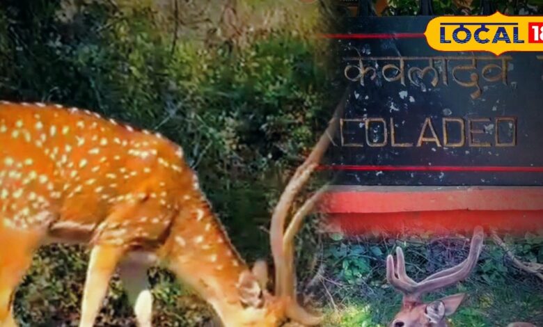 Bharatpur News: केवलादेव नेशनल पार्क में हिरणों की संख्या में बढ़ोतरी, जैव विविधता और पर्यटन को मिला नया जीवन