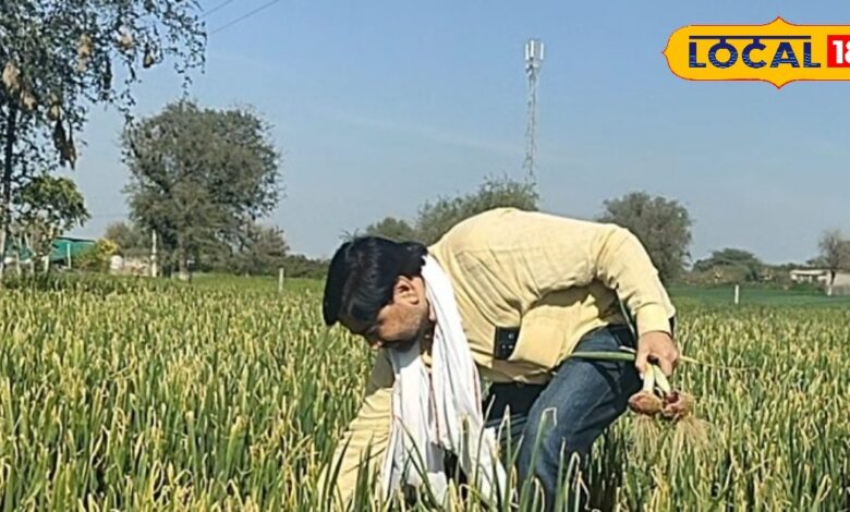 Agriculture Tips: रबी फसल की कटाई के बाद यह गलती ना करें किसान, सब्जी की फसल का रखें विशेष ध्यान
