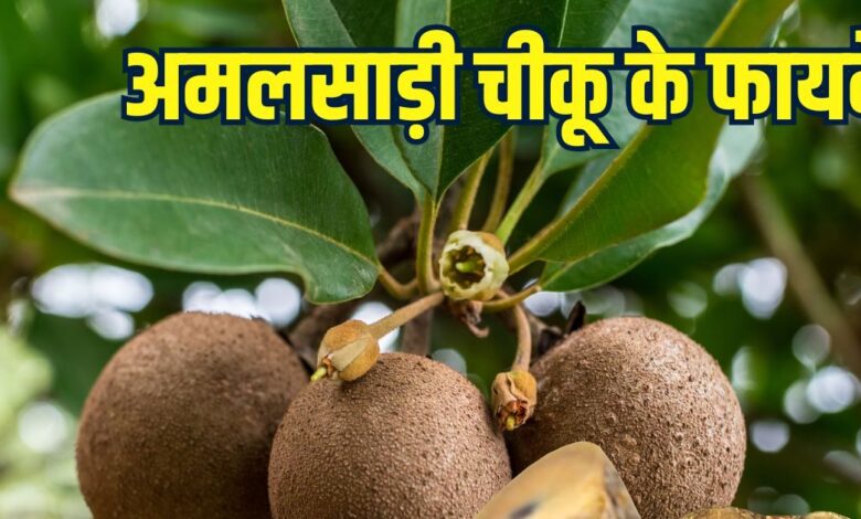 Amalsadi Chiku gets GI tag farmers hope for international recognition know its health benefits in hindi | अमलसाड़ी चीकू को मिला जीआई टैग, जानें इसके सेवन से होने वाले फायदे और पोषक तत्व